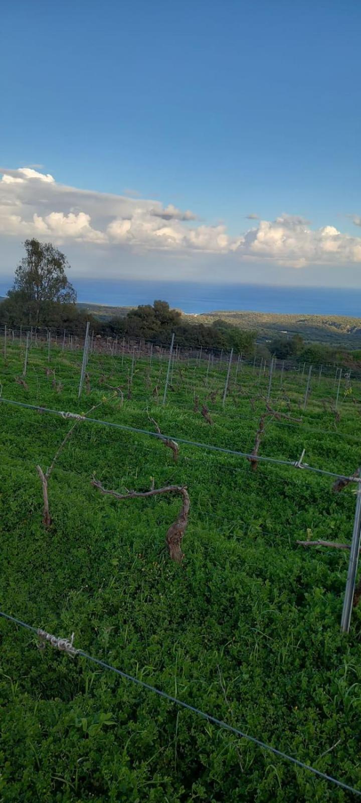Agriturismo Su Tiresi 卡拉古诺内 外观 照片