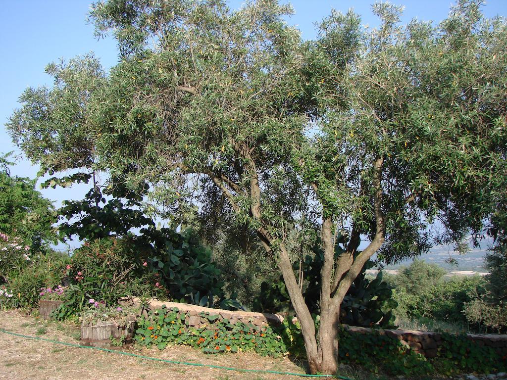 Agriturismo Su Tiresi 卡拉古诺内 外观 照片