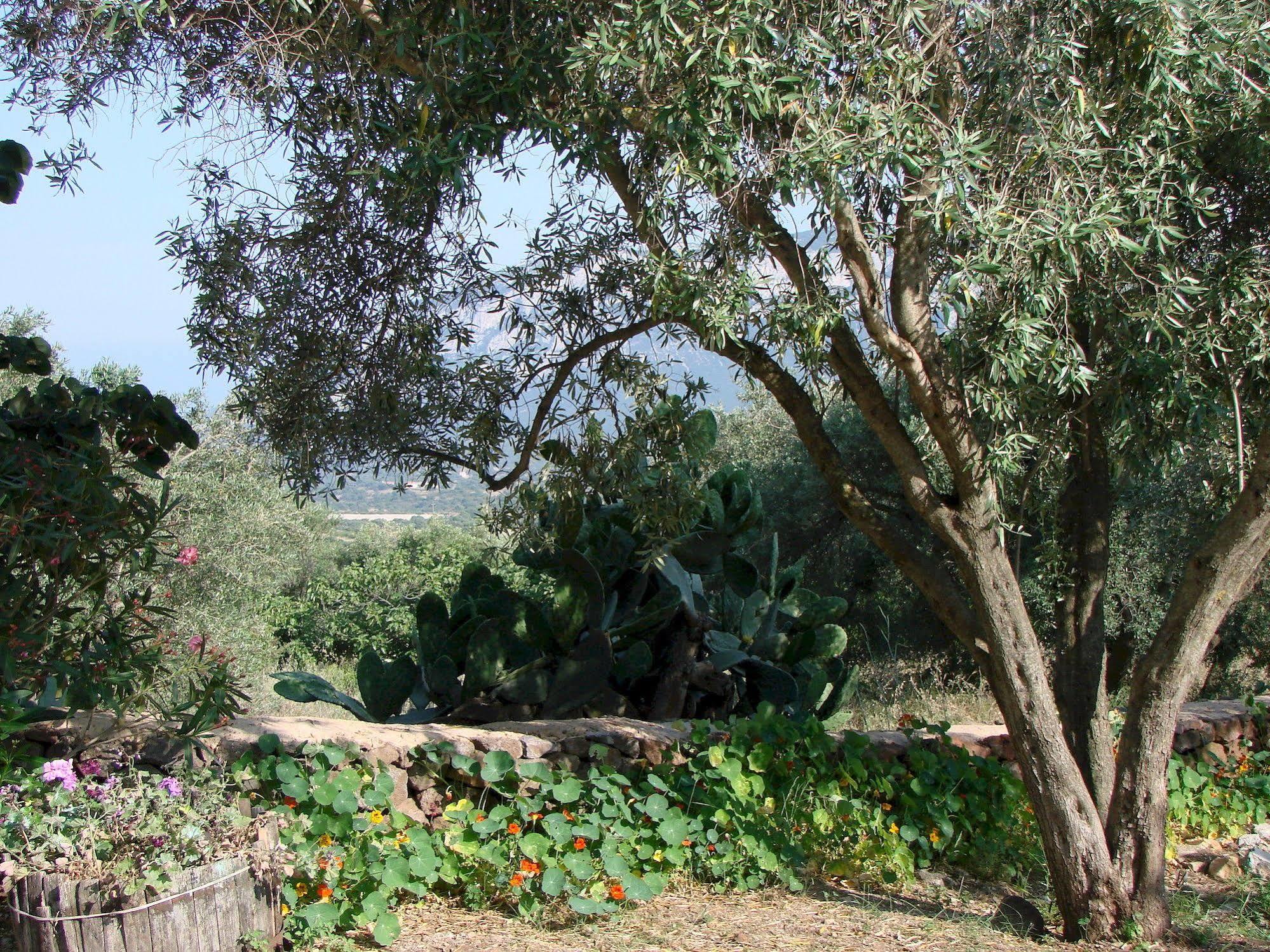 Agriturismo Su Tiresi 卡拉古诺内 外观 照片