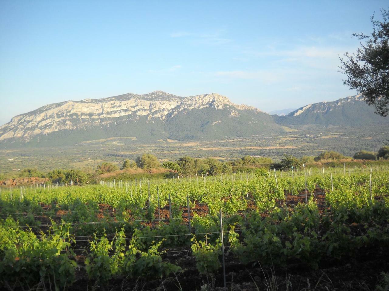 Agriturismo Su Tiresi 卡拉古诺内 外观 照片